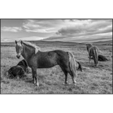 Icelandic Horses I Art