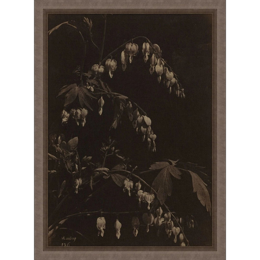 A Bleeding Heart Art - 25 x 34