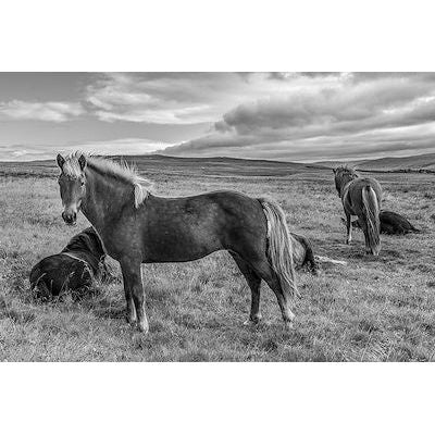 Featuring Icelandic Horses I Art by Leftbank Art at Amethyst Home. Finish : MatteFrame : Adobe BlackImage Size : 60.00 in x 40.00 inOverall Size : 61.25 in x 41.25 inSubstrate : CanvasArtist : Richard Silver Framed as shown. Amethyst Home provides interior design, new construction, custom furniture, and area rugs in the Houston metro area