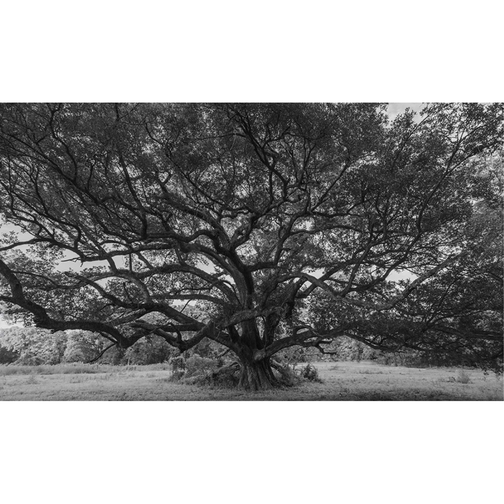 Featuring Oak at Windsor Ruins Art by Leftbank Art at Amethyst Home. Discover the stunning beauty of Oak at Windsor Ruins art. Perfect for any art lover, this piece showcases the grandeur of the historic ruins and will be a timeless addition to your collection. Made with exceptional quality, it is a must-have for any home or office decor.
Finish : MatteFrame : Poly Tall Floater - Ivo. Amethyst Home provides interior design, new construction, custom furniture, and area rugs in the Austin metro area