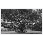 Featuring Oak at Windsor Ruins Art by Leftbank Art at Amethyst Home. Discover the stunning beauty of Oak at Windsor Ruins art. Perfect for any art lover, this piece showcases the grandeur of the historic ruins and will be a timeless addition to your collection. Made with exceptional quality, it is a must-have for any home or office decor.
Finish : MatteFrame : Poly Tall Floater . Amethyst Home provides interior design, new construction, custom furniture, and area rugs in the Kansas City metro area