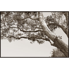 Old Tree Memories Art