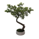 Oversized Bonsai Tree