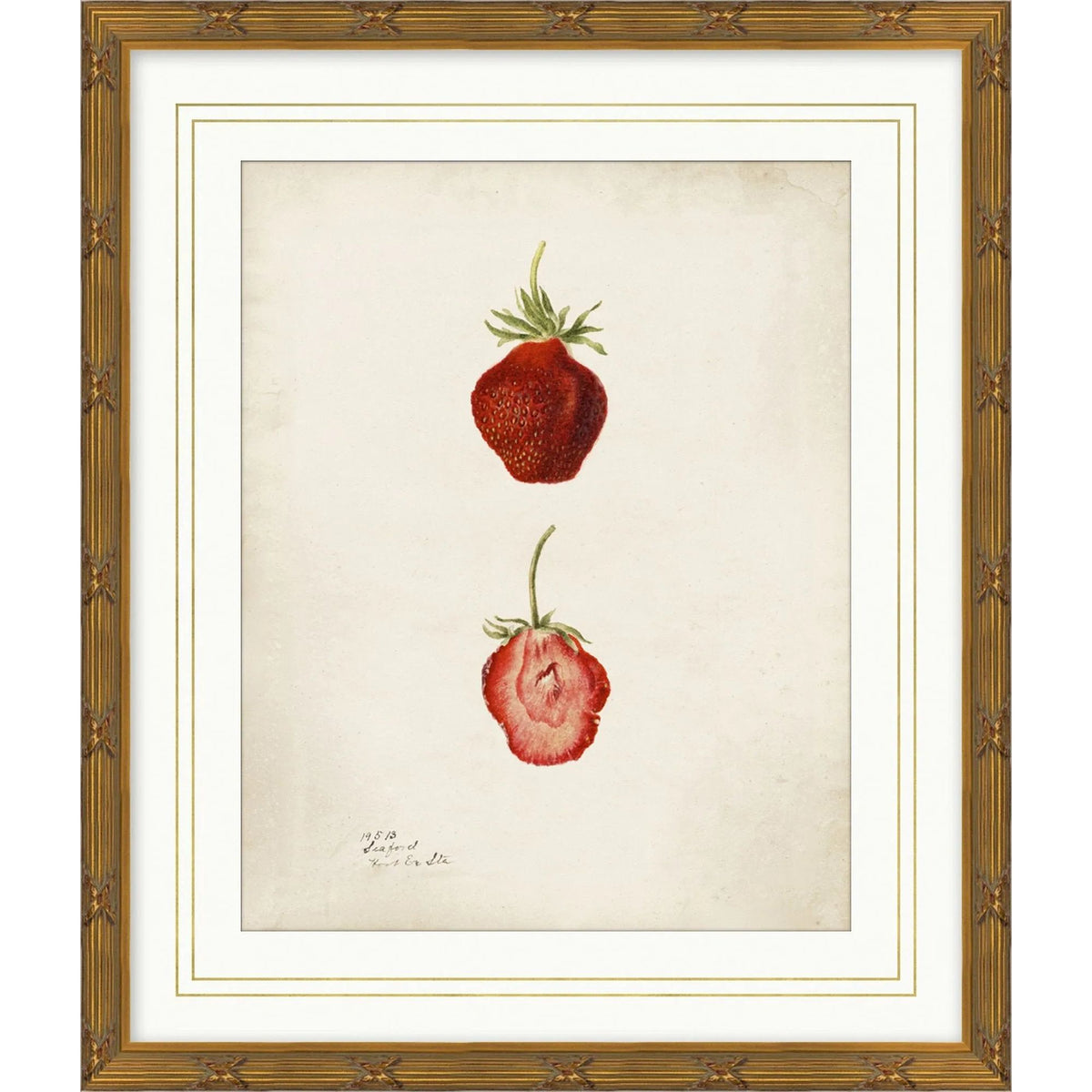 Pomological Strawberry Framed Art