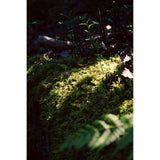 Oakmoss Diffuser