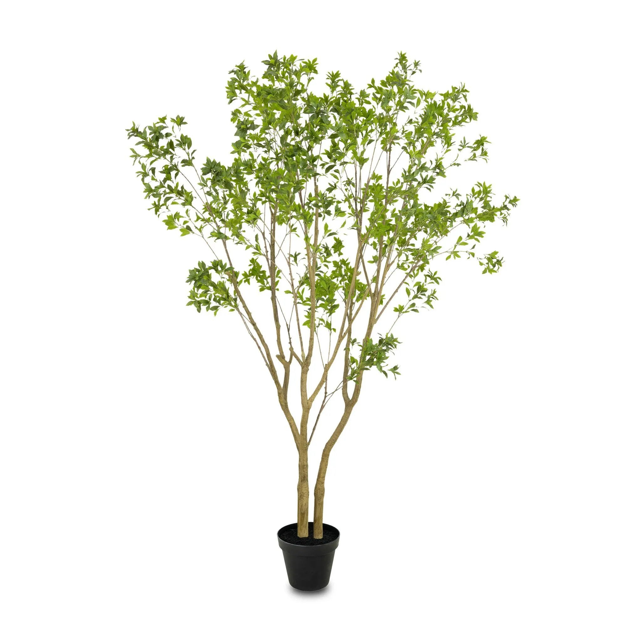Natural-looking foliage and high-quality construction shape the branches and leaves of this faux pieris tree, for a realistic look that's designed for easy living. Ships in a black plastic liner pot. For indoor use only Amethyst Home provides interior design, new home construction design consulting, vintage area rugs, and lighting in the Tampa metro area.