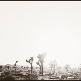 Joshua Tree Desert II Art - 71 x 47