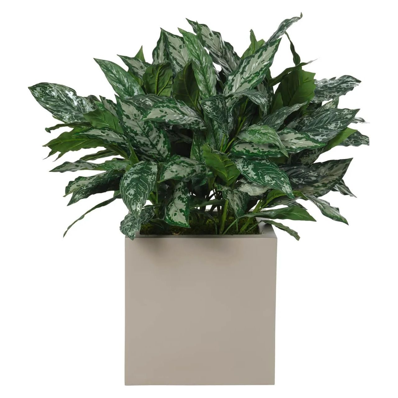 Aglaonema, Faux Greenery, 39 Amethyst Home provides interior design, new home construction design consulting, vintage area rugs, and lighting in the Des Moines metro area.