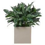Aglaonema, Faux Greenery, 39 Amethyst Home provides interior design, new home construction design consulting, vintage area rugs, and lighting in the Des Moines metro area.