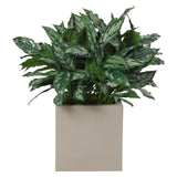 Aglaonema, Faux Greenery, 39 Amethyst Home provides interior design, new home construction design consulting, vintage area rugs, and lighting in the Des Moines metro area.