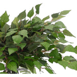 Create a luxurious atmosphere with this green Birch Leaf, housed in a glass vase. At 15", this piece captures the natural beauty of each petal, making it ideal for brightening up office desks or kitchen countertops. Admire the lifelike blooms and rich foliage, providing a timeless touch to your home's ambiance Amethyst Home provides interior design, new home construction design consulting, vintage area rugs, and lighting in the Kansas City metro area.
