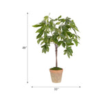 Create a luxurious atmosphere with this green Money Tree, housed in a terracotta pot. Standing at 48", this lifelike faux design adds sophistication, perfect for a dining table centerpiece or console display. A stunning addition to any setting, it remains fresh and beautiful, with zero effort required Amethyst Home provides interior design, new home construction design consulting, vintage area rugs, and lighting in the Laguna Beach metro area.