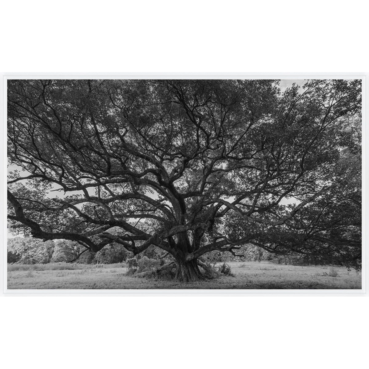 Oak at Windsor Ruins Art