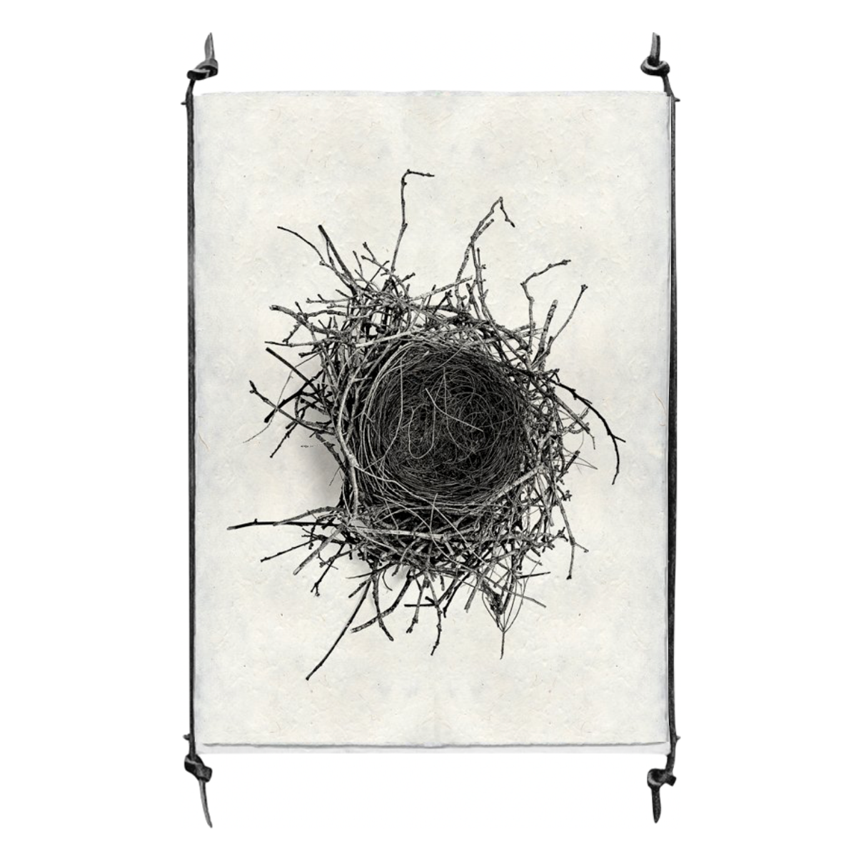 Nest Study #2