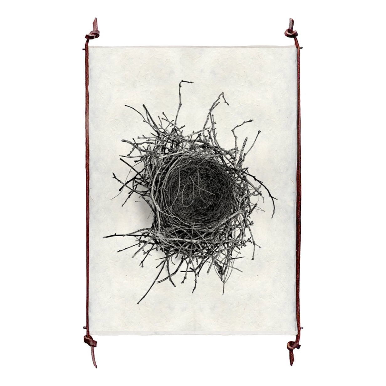 Nest Study #2