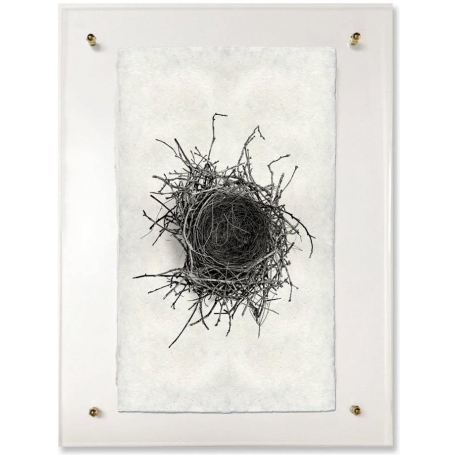 Nest Study #2