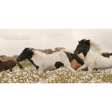 Featuring Wildflower Stallions Art by Wendover Art at Amethyst Home. Wildflower Stallions is stunning photograph with multitudes of movement. This warm bright classic piece is a modern take on a classic statement.
Specialty: Giclee on Matte Paper, Straight Fit (No Mats)
Artist: Nathan Turner Medium: Matte PaperTreatment: Straight Fit (No Mats)Size: 47.5"w x 3.  Amethyst Home provides interior design, new home construction design consulting, vintage area rugs, and lighting in the Boston metro area.