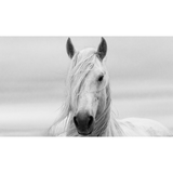 The Noble Horse Art