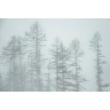 Featuring Misty Trees Floating Art by Wendover Art at Amethyst Home. Experience the calming and ethereal beauty of nature with Misty Trees Art. This stunning piece captures the essence of misty trees in a unique and captivating way. Let it bring a sense of serenity and wonder to any space.
Specialty: Giclee on AcrylicMedium : AcrylicSize : 60"w x 40"hTreat. Amethyst Home provides interior design, new home construction design consulting, vintage area rugs, and lighting in the Washington metro area.