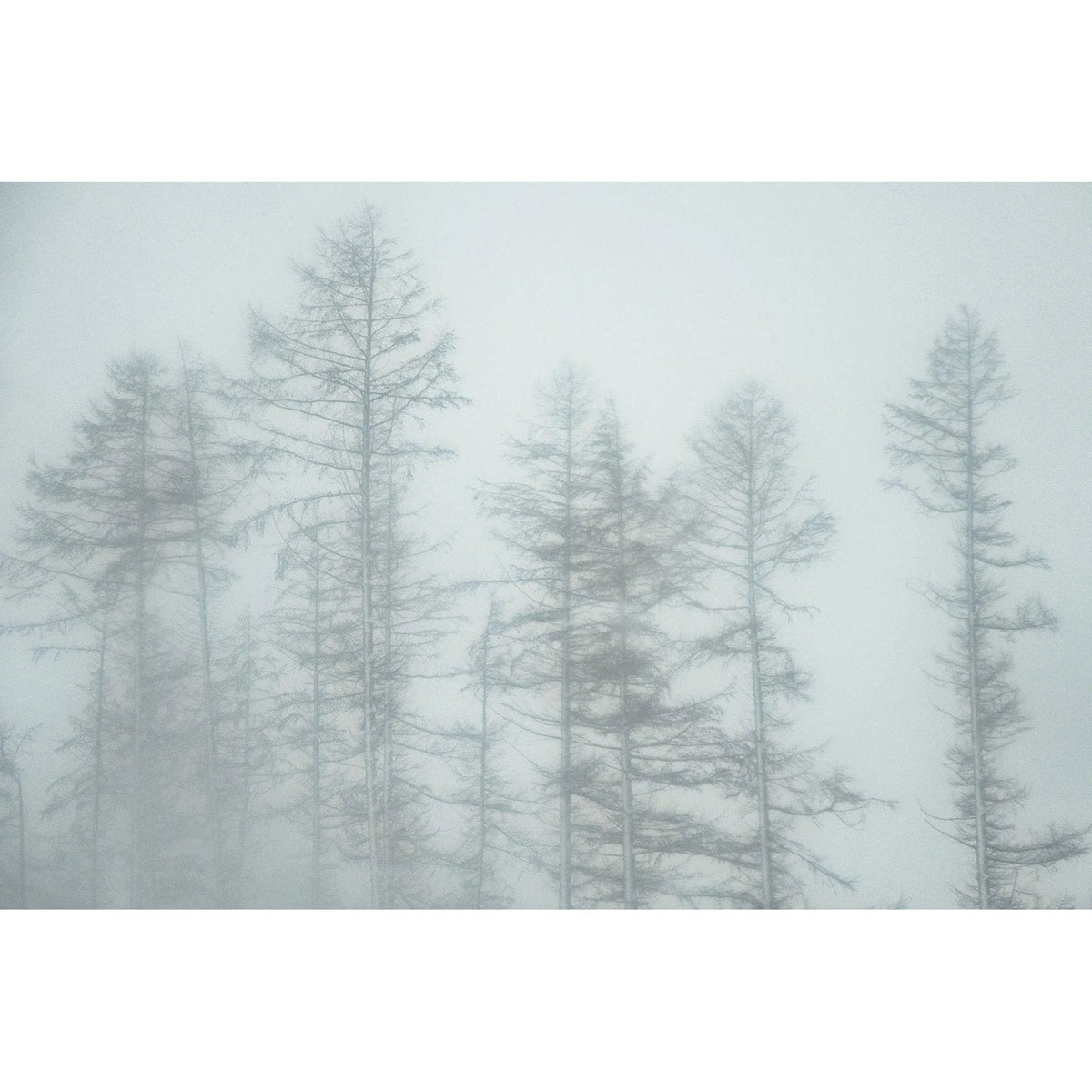 Misty Trees Floating Art