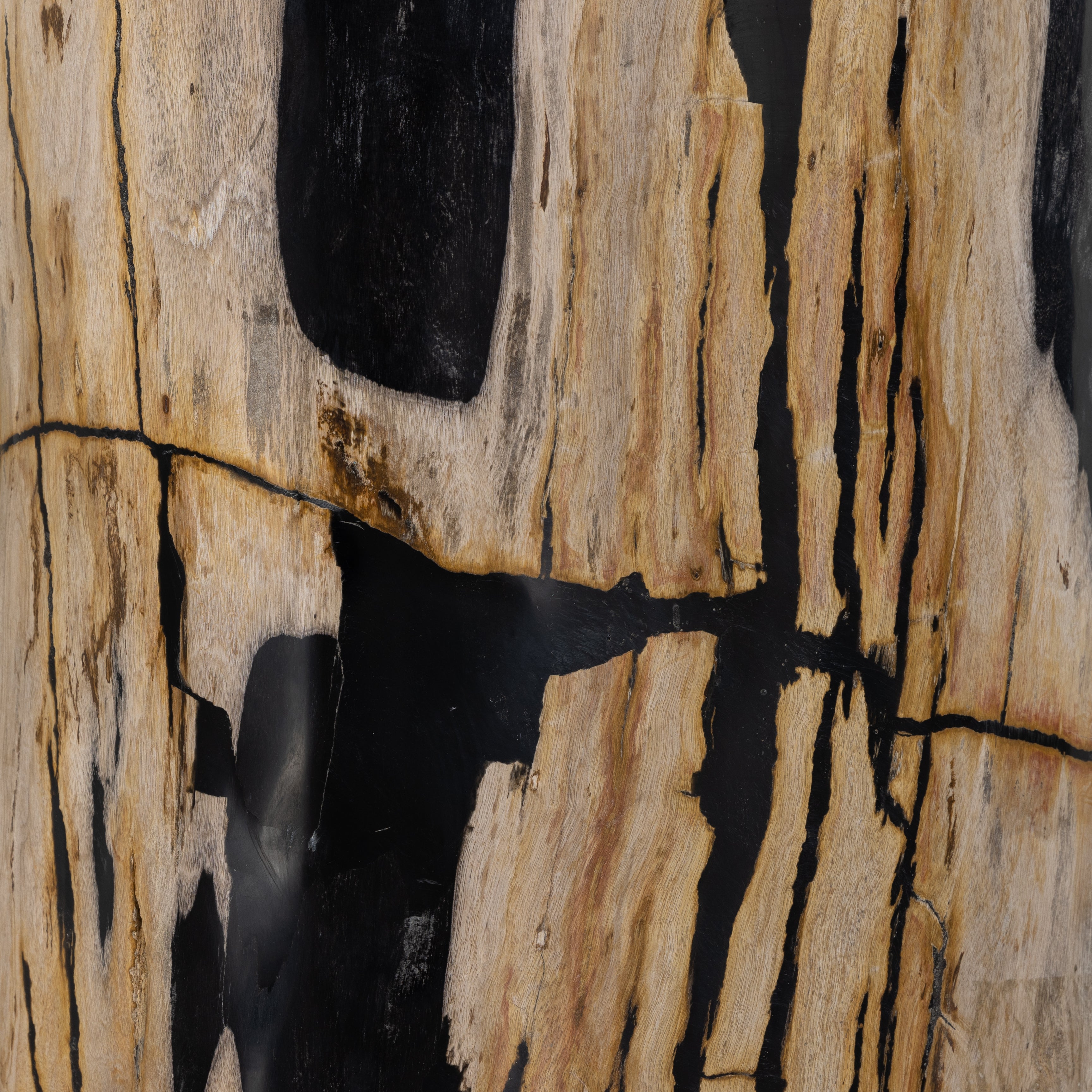 Naturally petrified wood with dramatic highs and lows makes for a stunning end table. Showcasing organic patterns with cracks and graining, the lightly hued tree stump has a rich, organic look. A variance in color and texture is to be expected from piece to piece. Amethyst Home provides interior design, new construction, custom furniture, and area rugs in the Charlotte metro area.