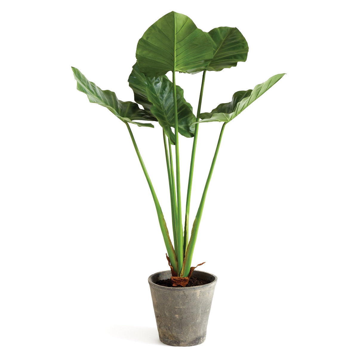 Alocasia Potted 42" | ready to ship!