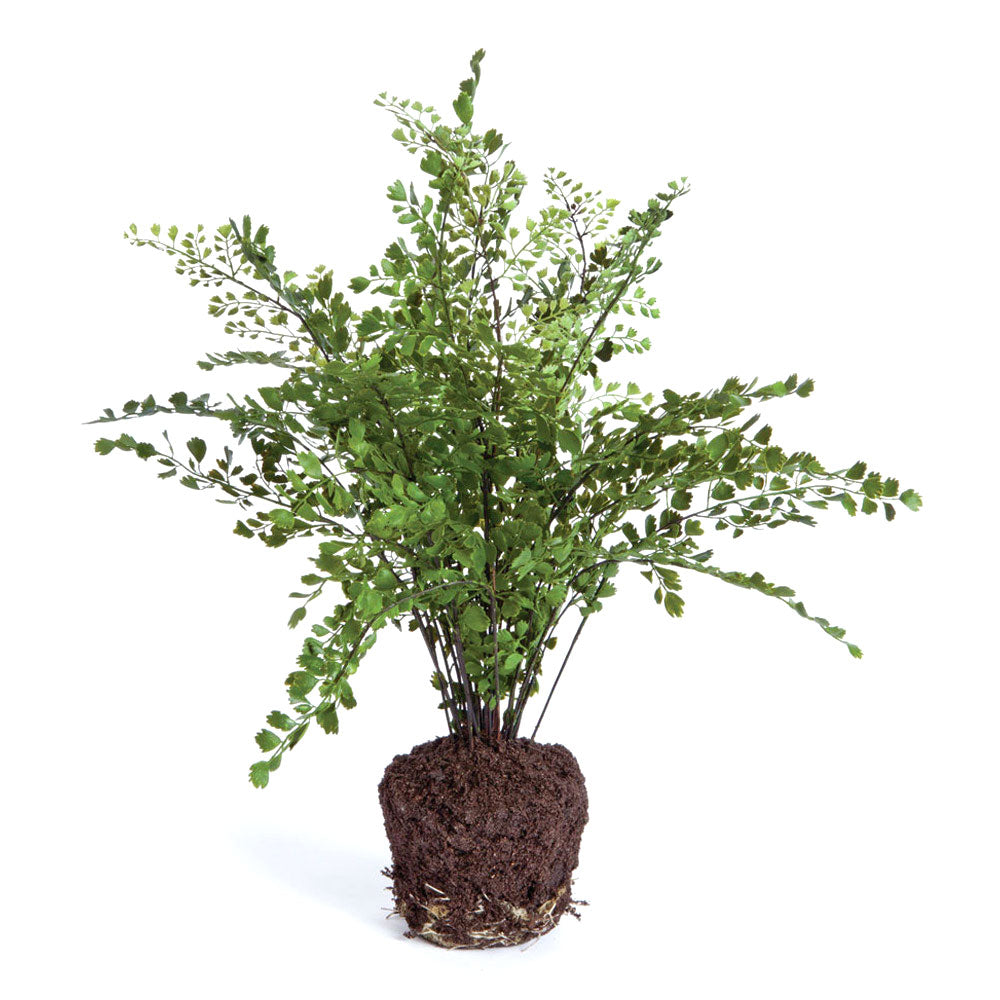 Maidenhair Drop-In 18" | ready to ship!