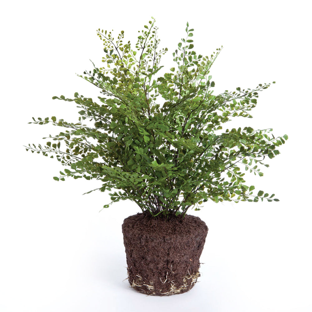 Maidenhair Drop-In 23" | ready to ship!