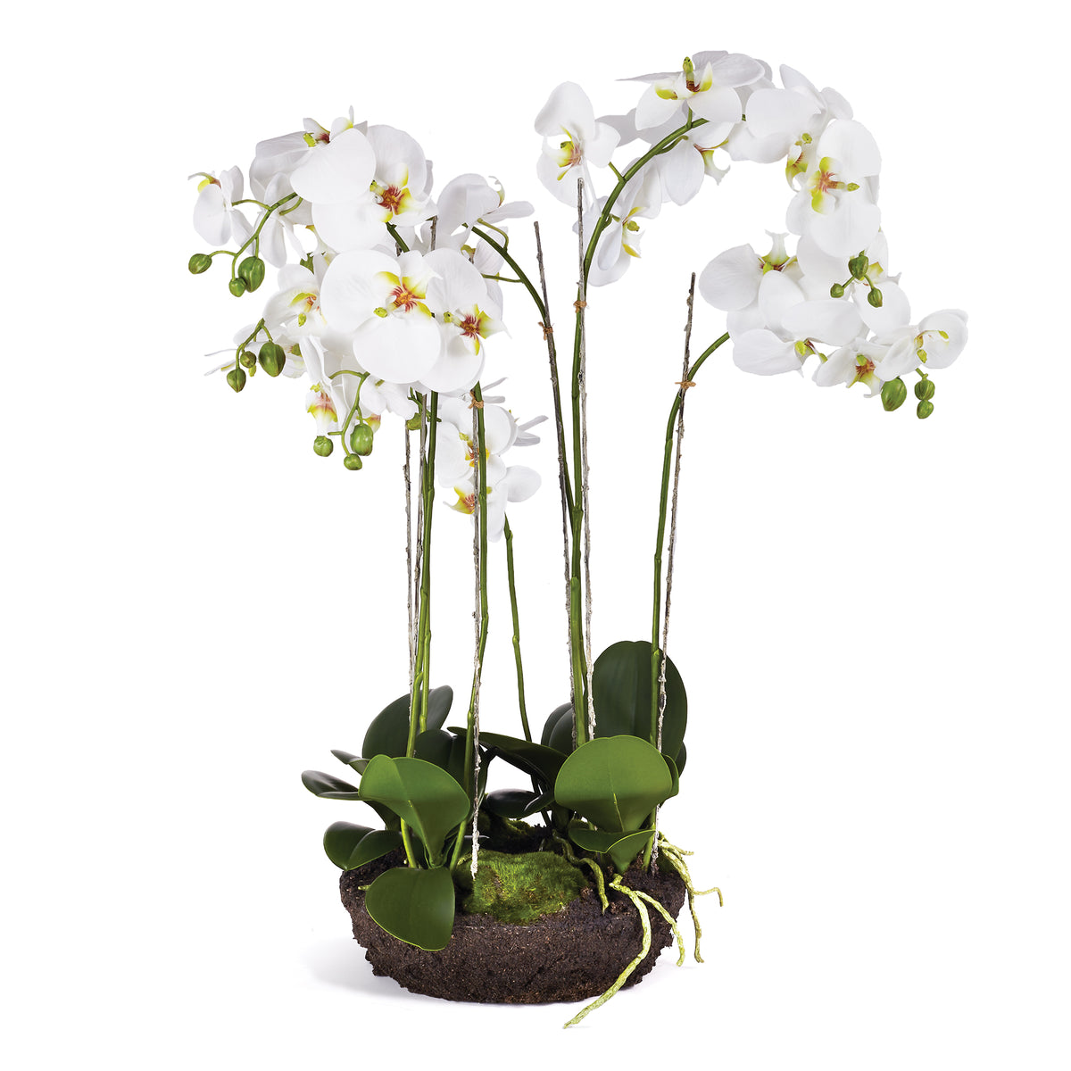 Phalaenopsis Bowl Drop-In 31.5" | prêt à expédier !