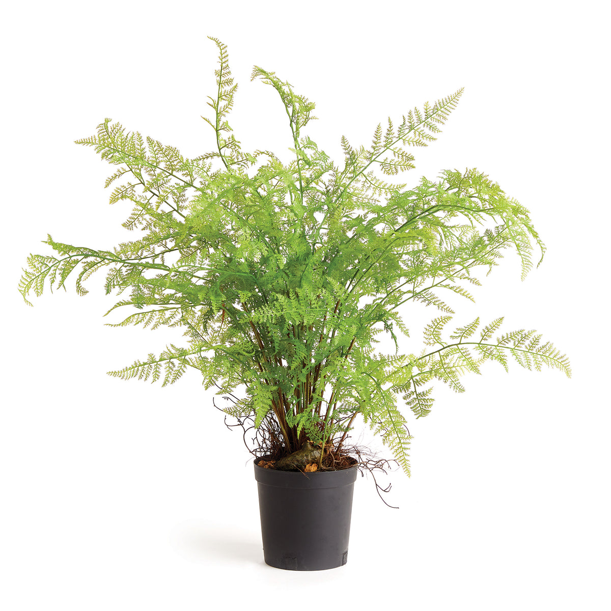 Soft Fern Drop-In 36" | prêt à expédier !