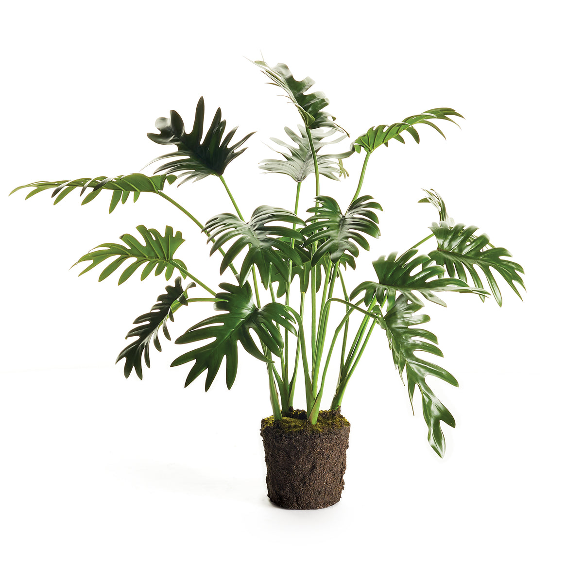 Split Leaf Selloum Drop-In 22.5" | prêt à expédier !
