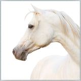 Featuring Pearl Art by Wendover Art at Amethyst Home. The Pearl (WLA1801) art piece is a chic addition to your space. This view of horse art gives a brings a sense of peace and comfort to any room. Specialty: Gallery WrappedMedium: CanvasTreatment: Gallery WrappedSize: 53.25"w x 53.25"h Framed as shown. Amethyst Home provides interior design services, furniture, rugs, and lighting in the Kansas City metro area.