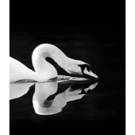 Gliding Swan Black Framed Art