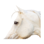 Featuring Pearl Art by Wendover Art at Amethyst Home. The Pearl (WLA1801) art piece is a chic addition to your space. This view of horse art gives a brings a sense of peace and comfort to any room. Specialty: Gallery WrappedMedium: CanvasTreatment: Gallery WrappedSize: 53.25"w x 53.25"h Framed as shown.  Amethyst Home provides interior design, new home construction design consulting, vintage area rugs, and lighting in the Des Moines metro area.
