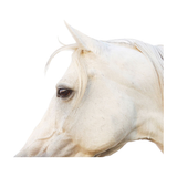 Featuring Pearl Art by Wendover Art at Amethyst Home. The Pearl (WLA1801) art piece is a chic addition to your space. This view of horse art gives a brings a sense of peace and comfort to any room. Specialty: Gallery WrappedMedium: CanvasTreatment: Gallery WrappedSize: 53.25"w x 53.25"h Framed as shown.  Amethyst Home provides interior design, new home construction design consulting, vintage area rugs, and lighting in the Des Moines metro area.