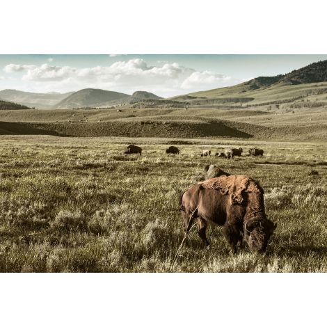 Yellowstone Dreams Art