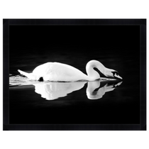 Featuring Gliding Swan Black Framed Art by Wendover Art at Amethyst Home. Gliding quietly along the river, this framed view of the swan is captured beautifully in this Gliding Swan Art.
56"w x 43"h

Medium: Matte PaperTreatment: Straight Fit (No Mats)Size: 56"w x 43"h

Framed in Black with Glass Framed as shown.  Amethyst Home provides interior design, new home construction design consulting, vintage area rugs, and lighting in the Calabasas metro area.
