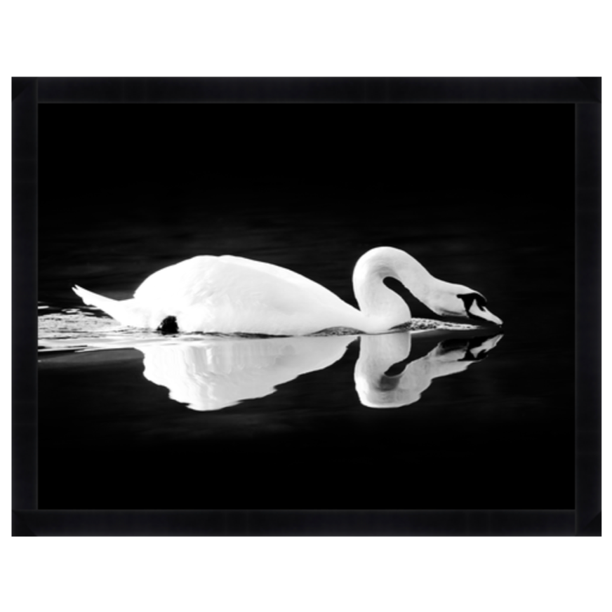 Gliding quietly along the river, this framed view of the swan is captured beautifully in this Gliding Swan Art.  Size: 56"w x 43"h Medium: Matte